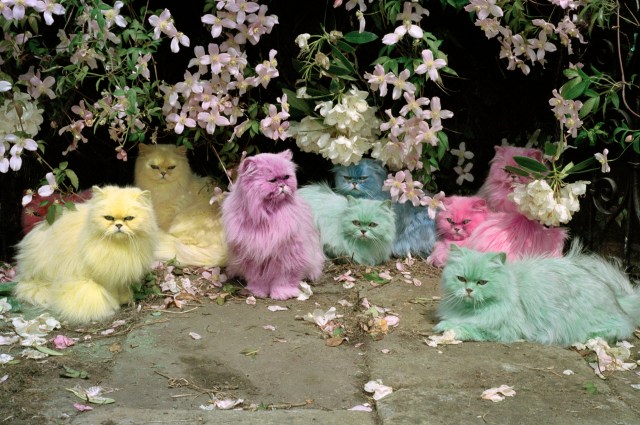 pastel-cats-jpeg-timwalker